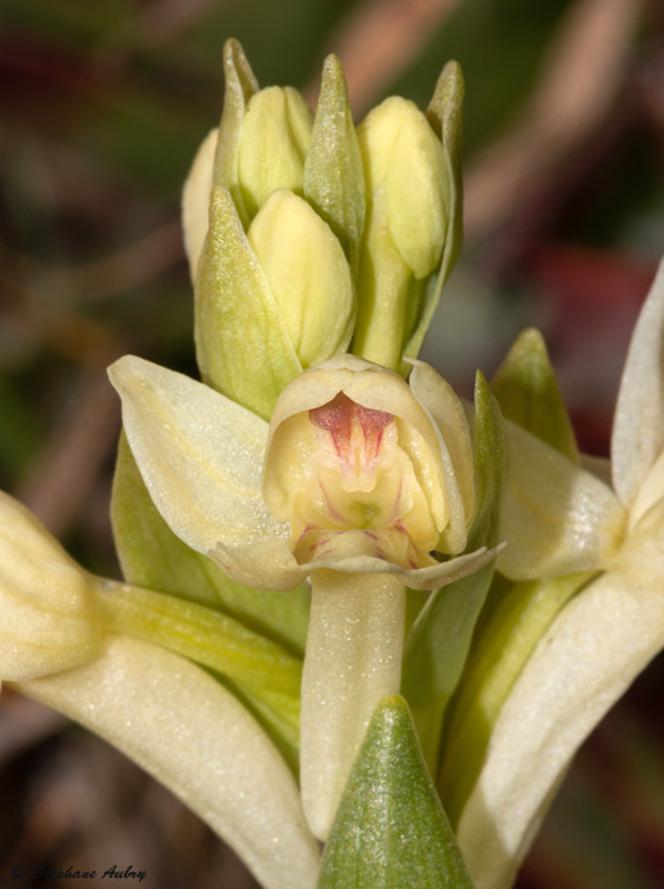 Dactylorhiza sambucina f. sambucina