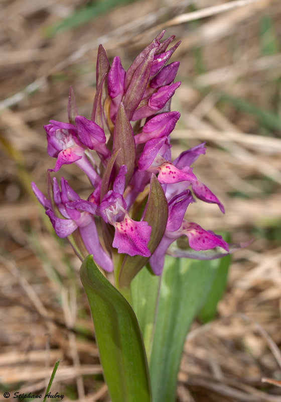 Dactylorhiza sambucina f. rubra