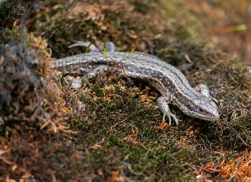 Lzard vivipare, Zootoca vivipara vivipara