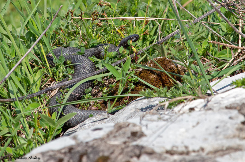 Vipre pliade, Vipera berus berus