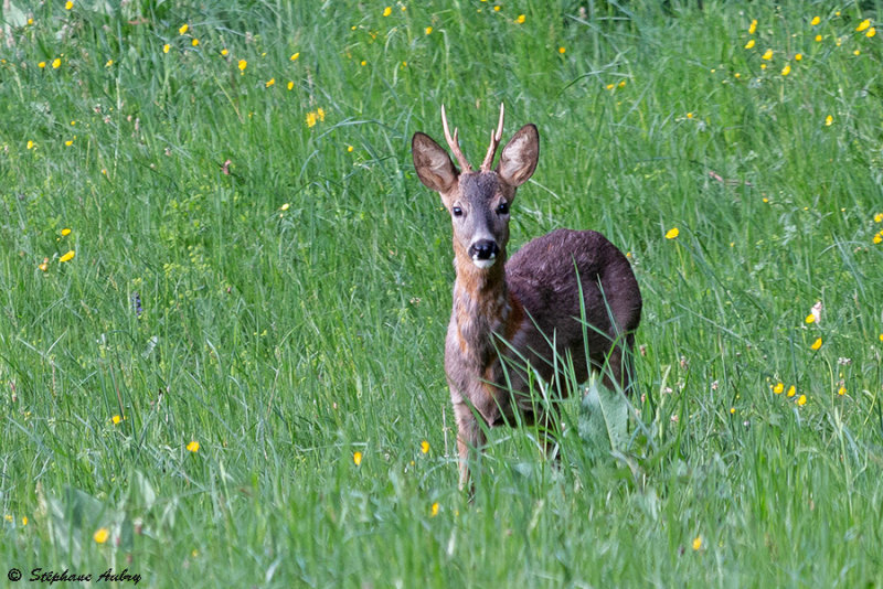 Chevreuil, Capreolus capreolus
