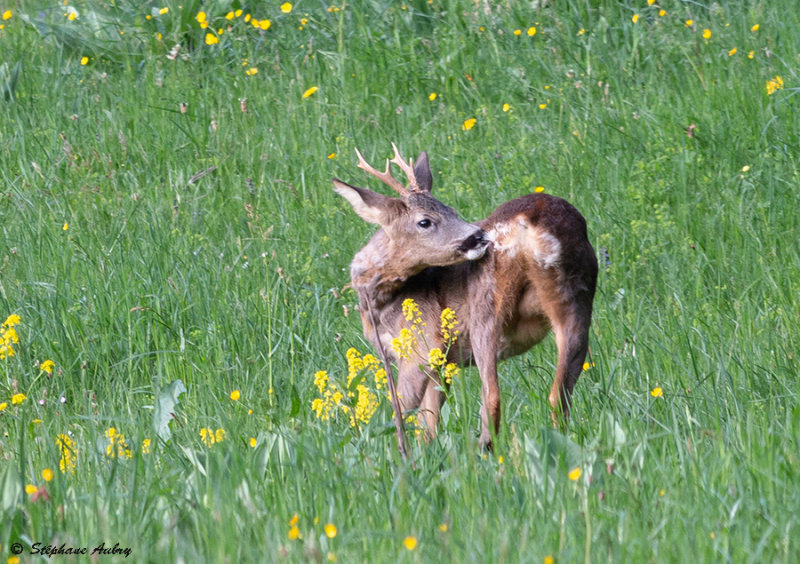 Chevreuil, Capreolus capreolus