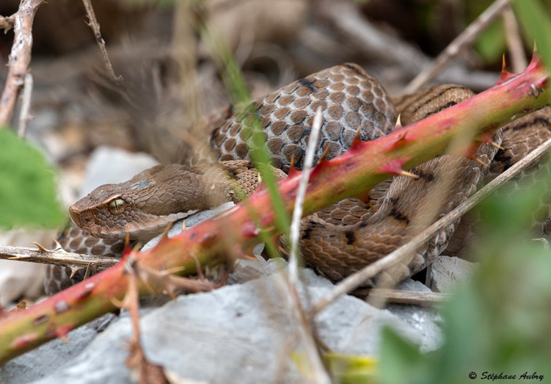 Vipre aspic, Vipera aspis aspis