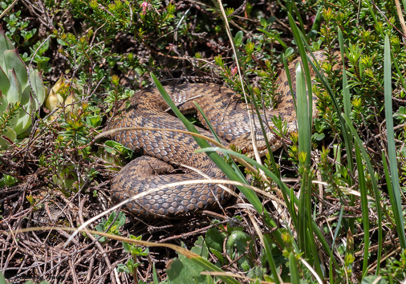 Vipre pliade, Vipera berus berus