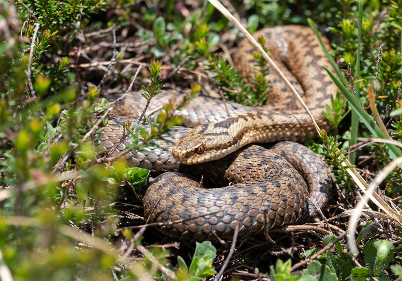Vipre pliade, Vipera berus berus