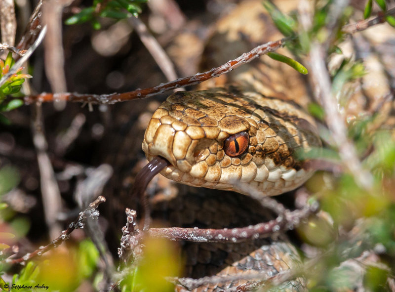 Vipre pliade, Vipera berus berus