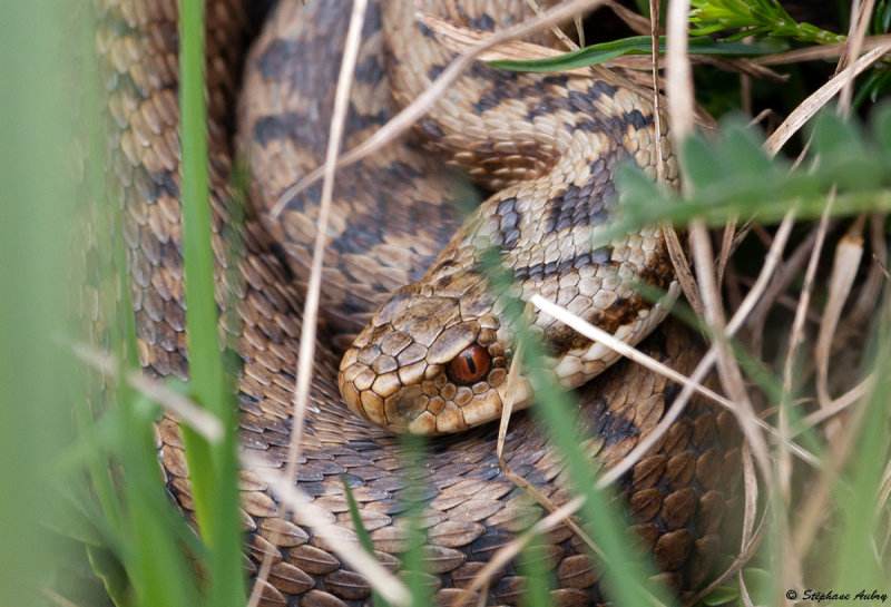 Vipre pliade, Vipera berus berus