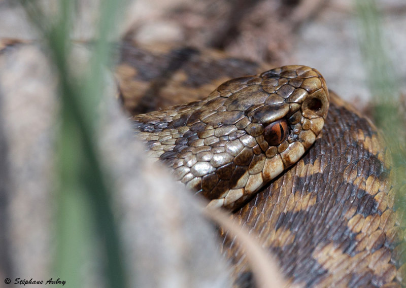 Vipre pliade, Vipera berus berus