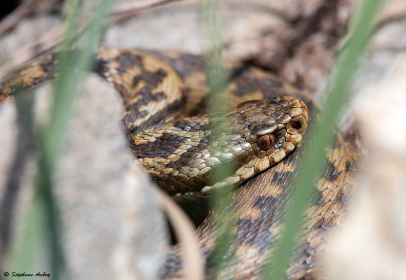 Vipre pliade, Vipera berus berus