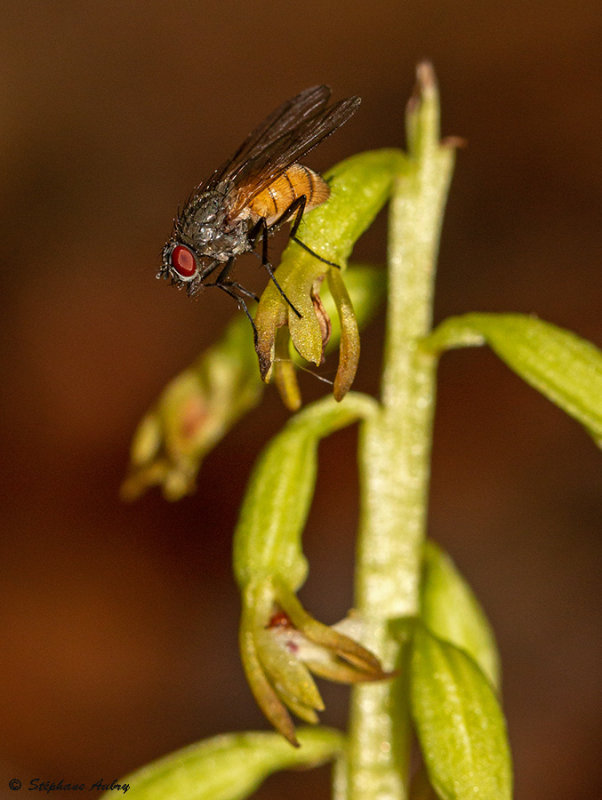 Corallorhiza trifida