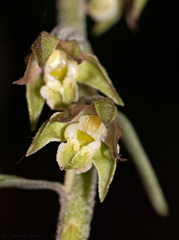 Epipactis microphylla