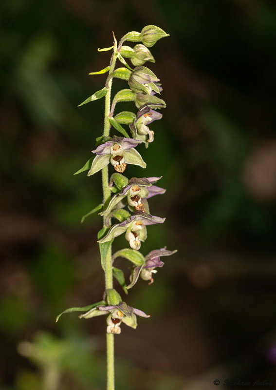 Epipactis distans