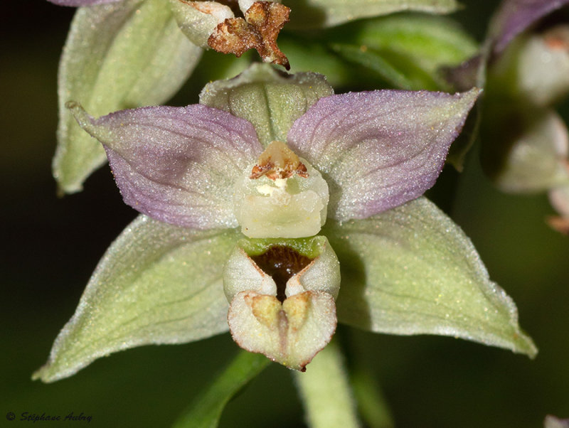 Epipactis distans