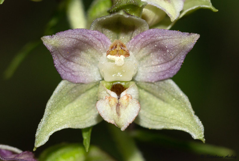 Epipactis distans