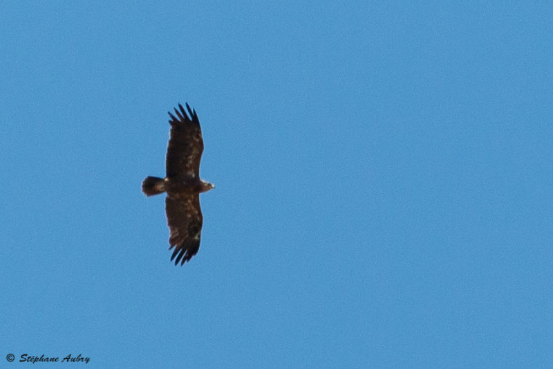 Aigle pomarin, Clanga pomarina