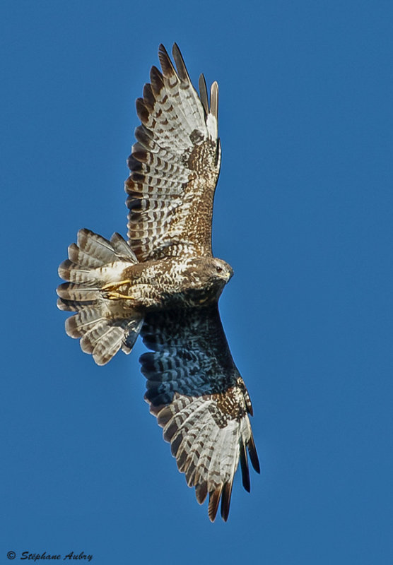 Buse variable, Buteo buteo