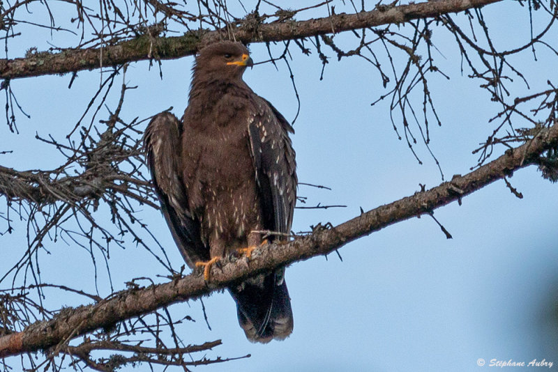 Aigle pomarin, Clanga pomarina