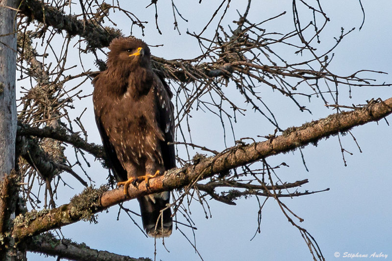 Aigle pomarin, Clanga pomarina