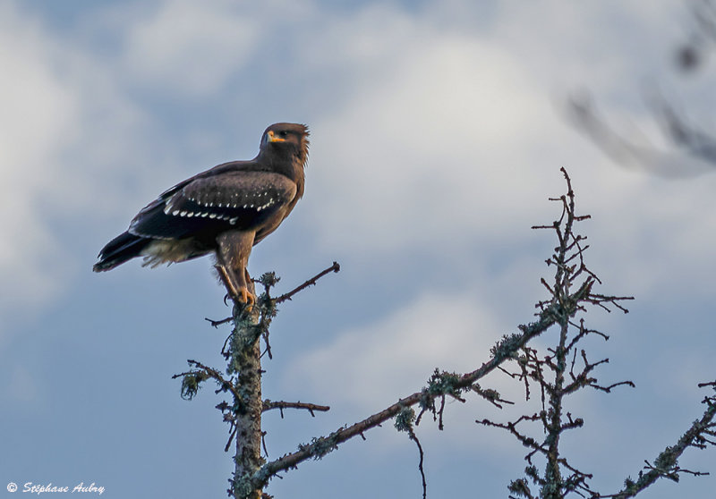 Aigle pomarin, Clanga pomarina