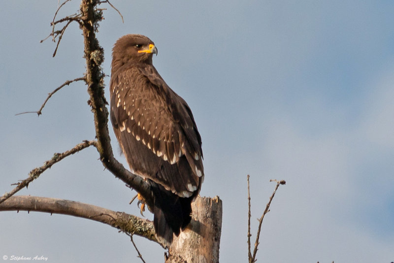 Aigle pomarin, Clanga pomarina