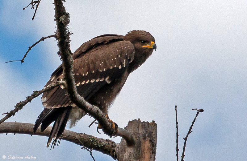 Aigle pomarin, Clanga pomarina
