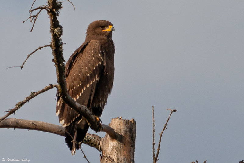 Aigle pomarin, Clanga pomarina