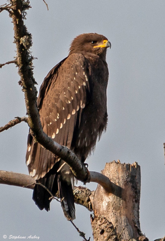 Aigle pomarin, Clanga pomarina