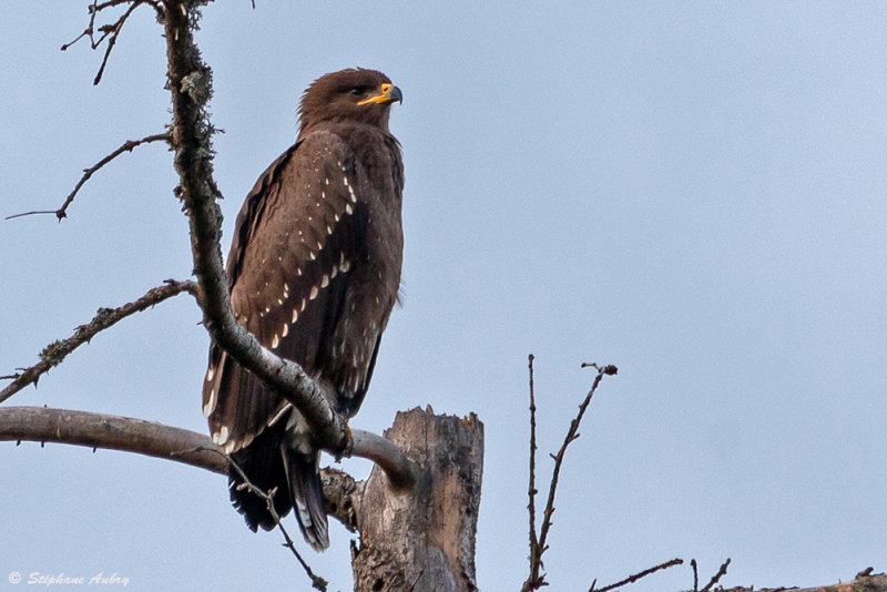Aigle pomarin, Clanga pomarina