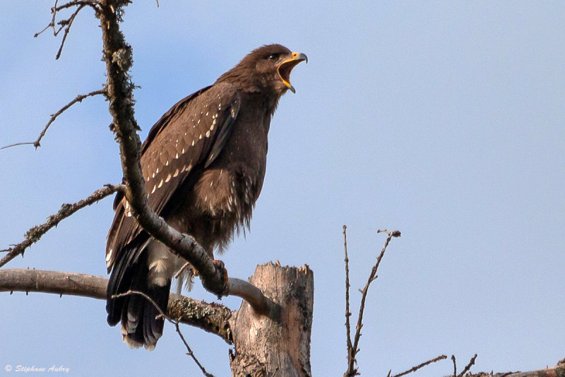 Aigle pomarin, Clanga pomarina