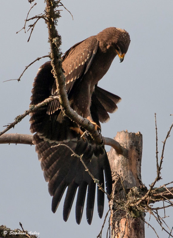 Aigle pomarin, Clanga pomarina