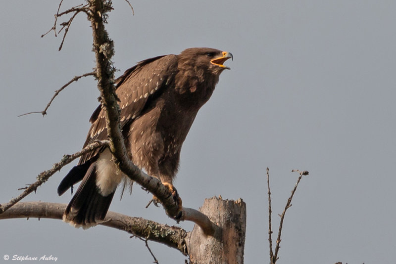 Aigle pomarin, Clanga pomarina