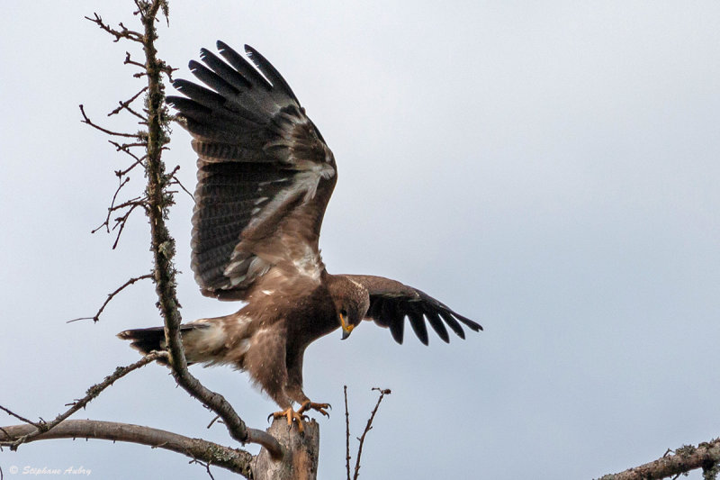 Aigle pomarin, Clanga pomarina