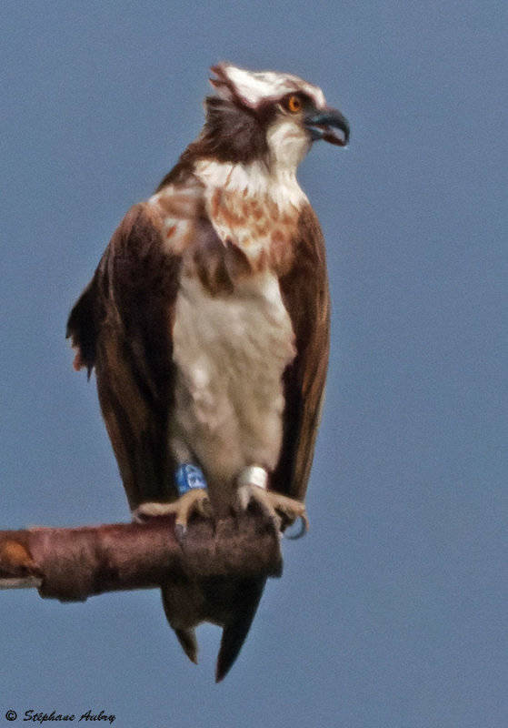 Balbuzard pcheur, Pandion haliaetus