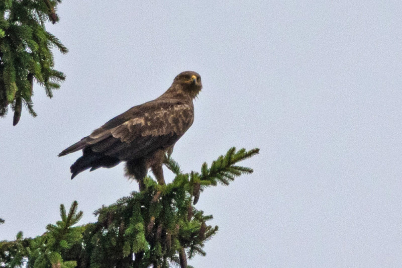 Aigle pomarin, Clanga pomarina