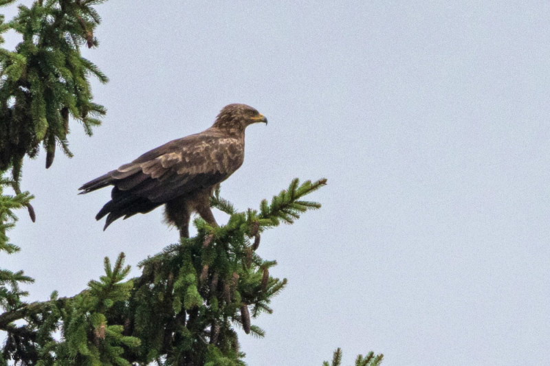 Aigle pomarin, Clanga pomarina