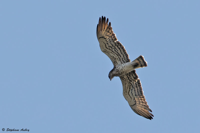 Circate Jean-le-Blanc, Circaetus gallicus