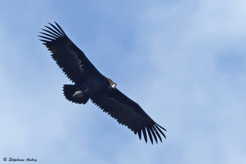 Vautour moine, Aegypius monachus