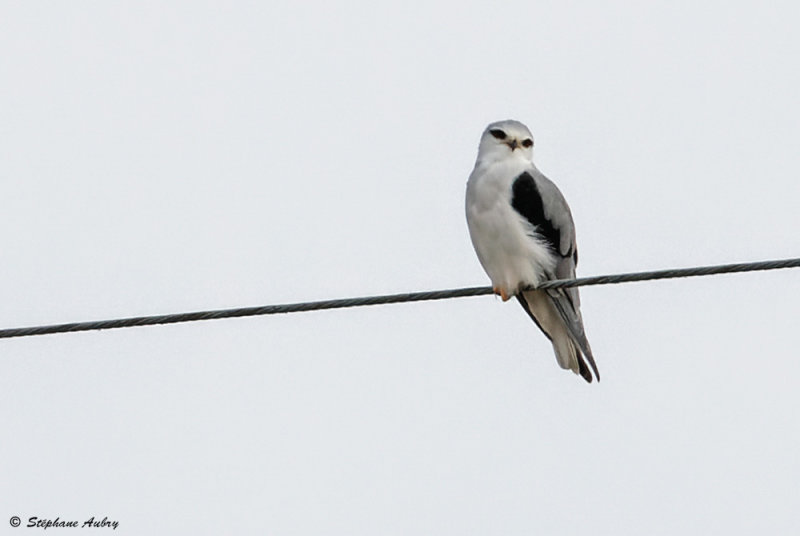 Elanion blanc, Elanus caeruleus