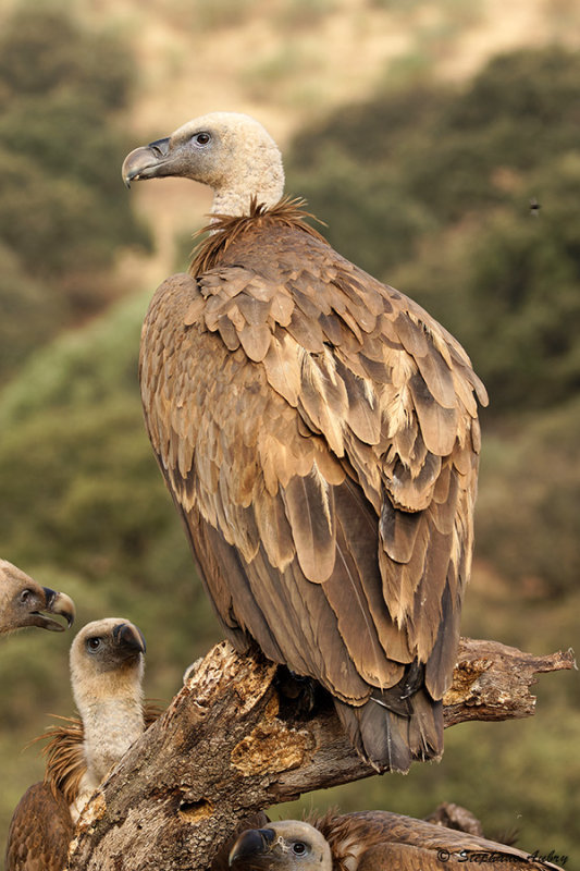 Vautour fauve, Gyps fulvus