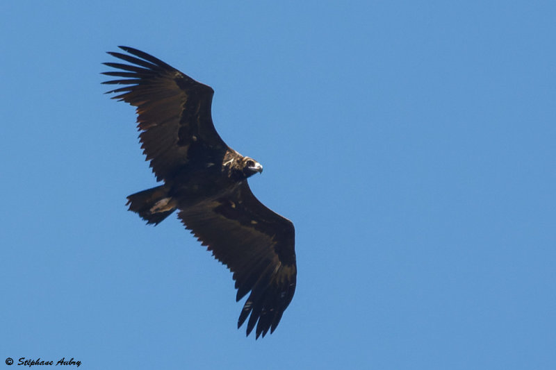 Vautour moine, Aegypius monachus