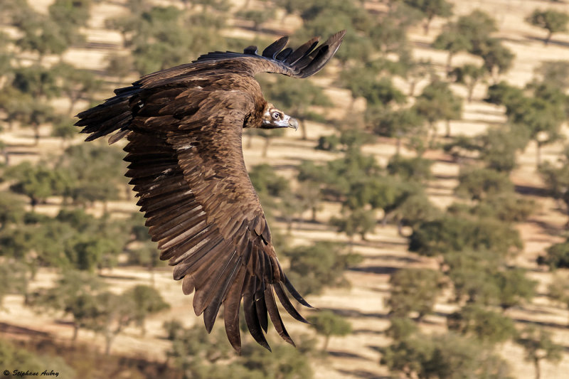 Vautour moine, Aegypius monachus