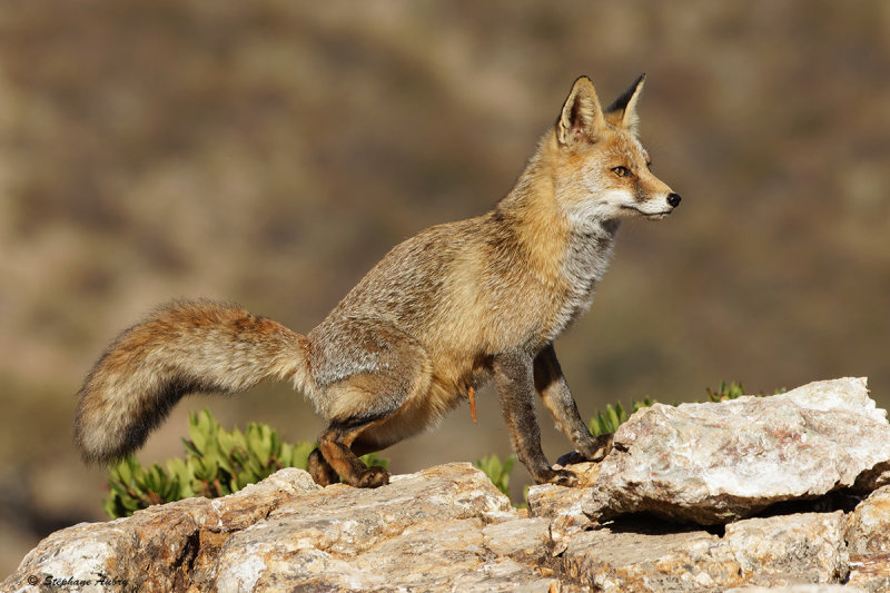 Renard roux, Vulpes vulpes