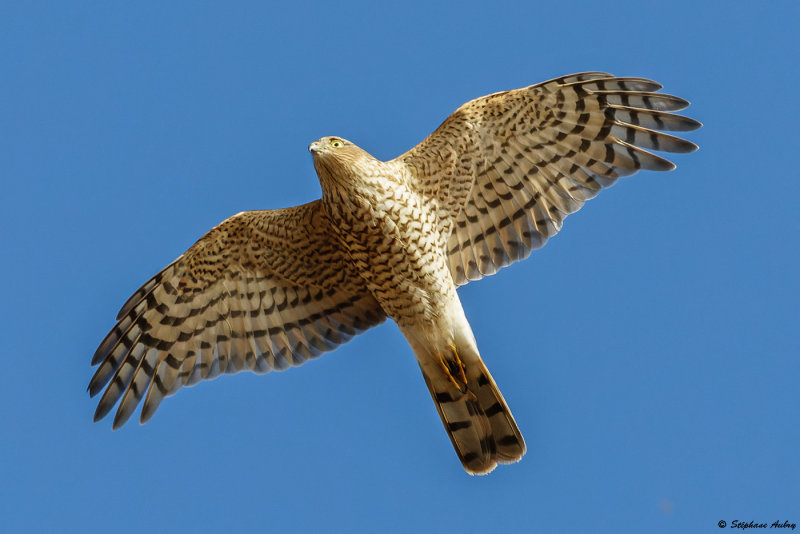 Epervier dEurope, Accipiter nisus
