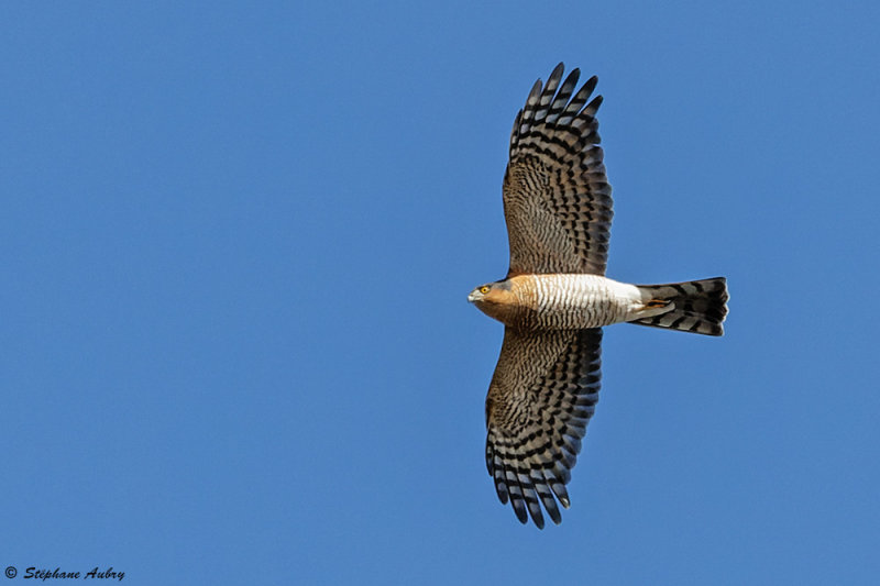 Epervier dEurope, Accipiter nisus