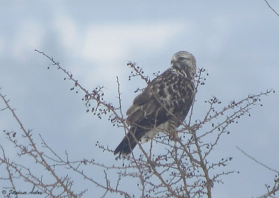 Buse pattue, Buteo lagopus