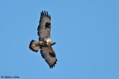 Buse pattue, Buteo lagopus