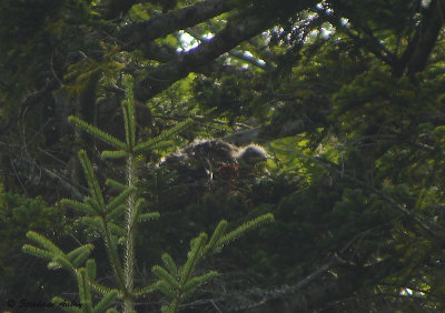 Lesser Spotted Eagle / Aigle pomarin, Clanga pomarina, Franche-Comt, F / 2009