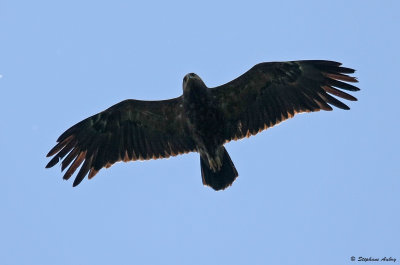 Lesser Spotted Eagle / Aigle pomarin, Clanga pomarina, Franche-Comt, F / 2010