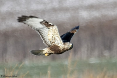 Buse pattue, Buteo lagopus