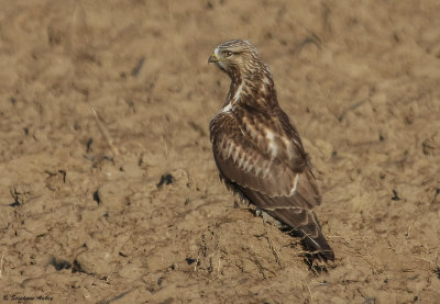 Buse pattue, Buteo lagopus